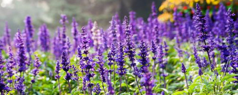 薰衣草的花语是什么?薰衣草花语有什么含义?