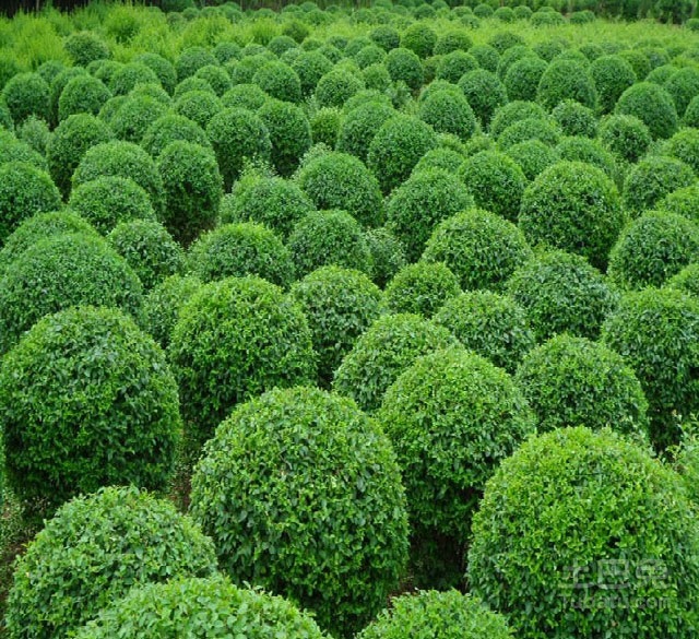 涨见识了！水蜡图片鉴赏以及水蜡的介绍