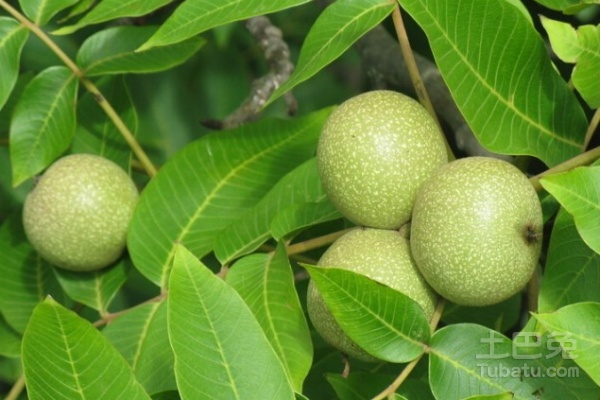 青皮核桃怎么吃?去皮方法及吃法介绍