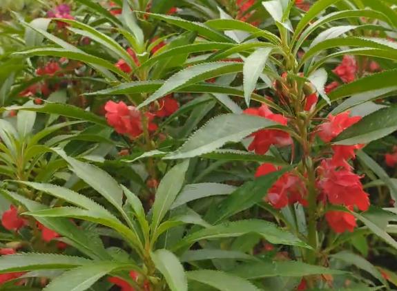 指甲花的学名叫什么(凤仙花可染指甲,治灰指甲)