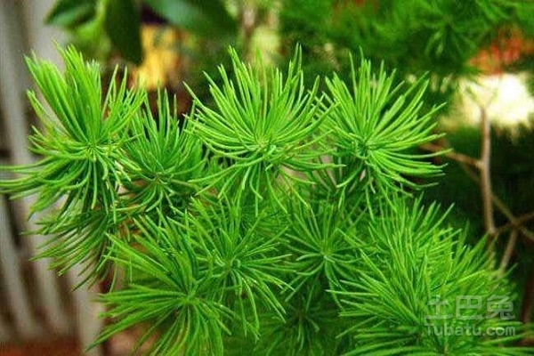 蓬莱草功效与作用