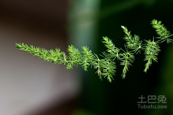 蓬莱草功效与作用