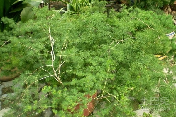蓬莱草的功效与作用