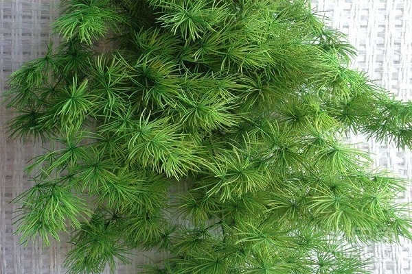 蓬莱草功效与作用