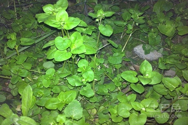 寸金草图片及其功效与作用介绍