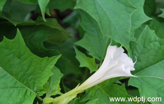 看图识花:最全<a href='https://www.861230.com/guanhuazhiwu/45.html' target='_blank'><u>洋金花</u></a>图片整理