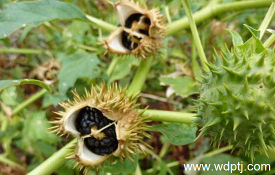 看图识花:最全<a href='https://www.861230.com/guanhuazhiwu/45.html' target='_blank'><u>洋金花</u></a>图片整理