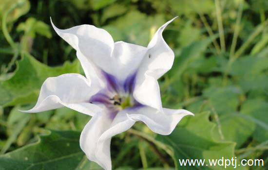 看图识花:最全<a href='https://www.861230.com/guanhuazhiwu/45.html' target='_blank'><u>洋金花</u></a>图片整理