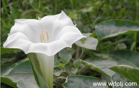 看图识花:最全<a href='https://www.861230.com/guanhuazhiwu/45.html' target='_blank'><u>洋金花</u></a>图片整理