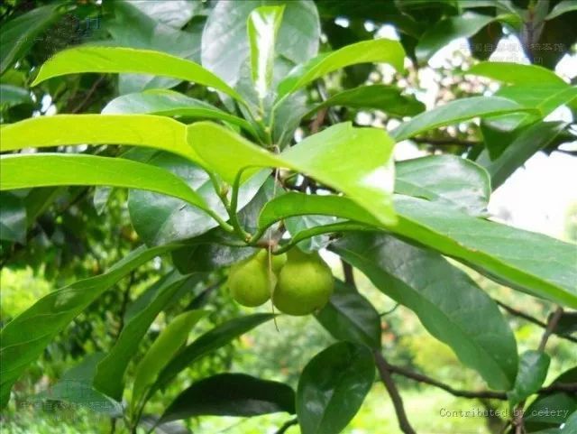 马桂木是什么植物?马桂木生长习性是什么?马桂木有什么种植价值?
