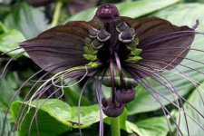 黑蝙蝠花的介绍，黑蝙蝠花世界上最稀有的十种花之一