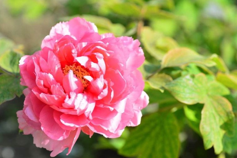 洛阳的市花是什么?