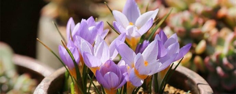 <a href='https://www.861230.com/guanhuazhiwu/6582.html' target='_blank'><u>番红花</u></a>的花语和寓意，有什么传说故事
