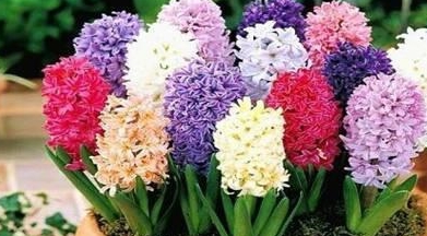 <a href='https://www.861230.com/guanhuazhiwu/7.html' target='_blank'><u>风信子</u></a>开花后怎么处理？
