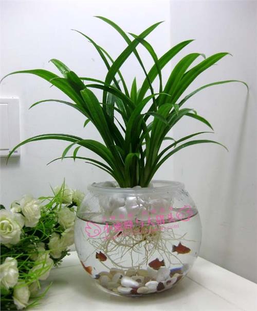 水培植物的玻璃瓶里到底能不能养鱼？