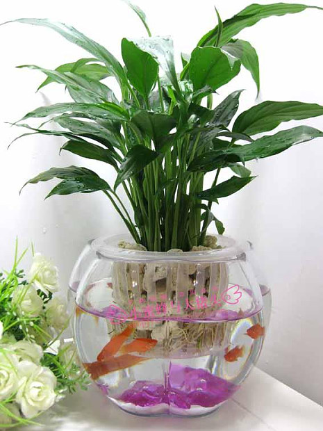 水培植物的玻璃瓶里到底能不能养鱼？