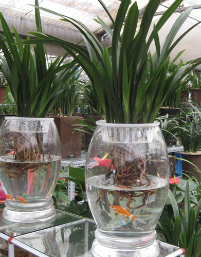 水培植物的玻璃瓶里到底能不能养鱼？