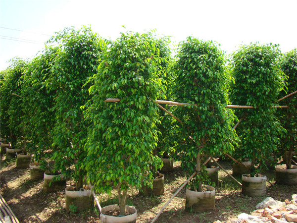 什么植物防电脑辐射:垂叶榕