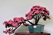 大型杜鹃花盆景图片