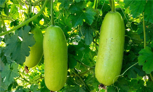 冬瓜的种植方法,家庭种菜冬瓜
