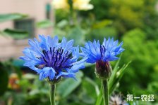 矢车菊的花语是什么？