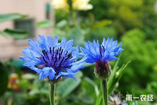 <a href='https://www.861230.com/guanhuazhiwu/6615.html' target='_blank'><u>矢车菊</u></a>的花语是什么？