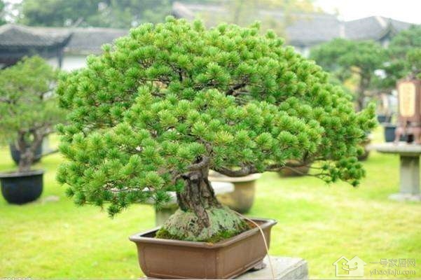香柏树是怎样的 香柏树的用途及形态
