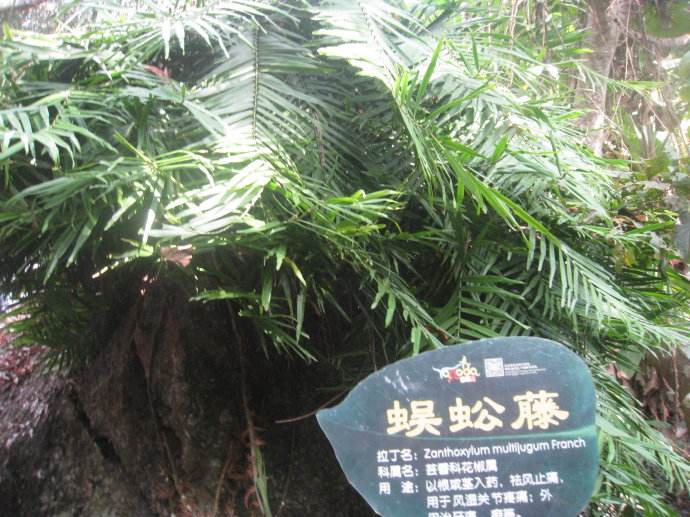 蜈蚣藤的功效与作用（有小毒哦）