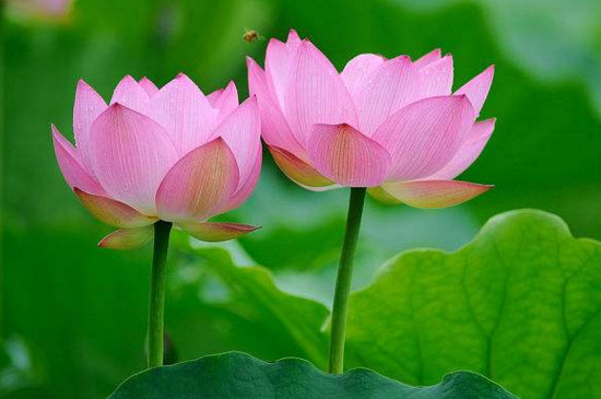 <a href='https://www.861230.com/guanhuazhiwu/1062.html' target='_blank'><u>莲花</u></a>的别称