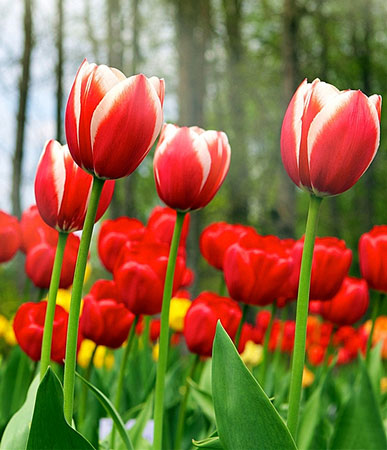 荷兰的国花是什么花？解读荷兰的国花<a href='https://www.ahuacao.com/guanhuazhiwu/63.html' target='_blank'><u>郁金香</u></a>