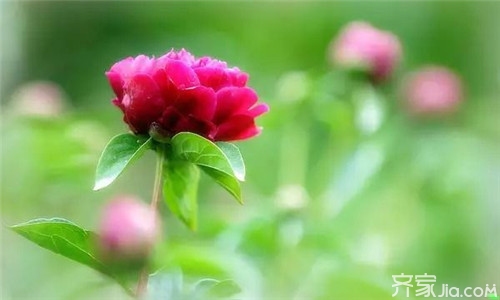 腊<a href='https://www.861230.com/guanhuazhiwu/9.html' target='_blank'><u>梅花</u></a>怎么养 腊<a href='https://www.861230.com/guanhuazhiwu/9.html' target='_blank'><u>梅花</u></a>作用详解