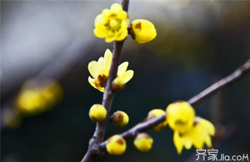 腊<a href='https://www.861230.com/guanhuazhiwu/9.html' target='_blank'><u>梅花</u></a>怎么养 腊<a href='https://www.861230.com/guanhuazhiwu/9.html' target='_blank'><u>梅花</u></a>作用详解