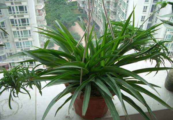 消除装修污染的植物大全