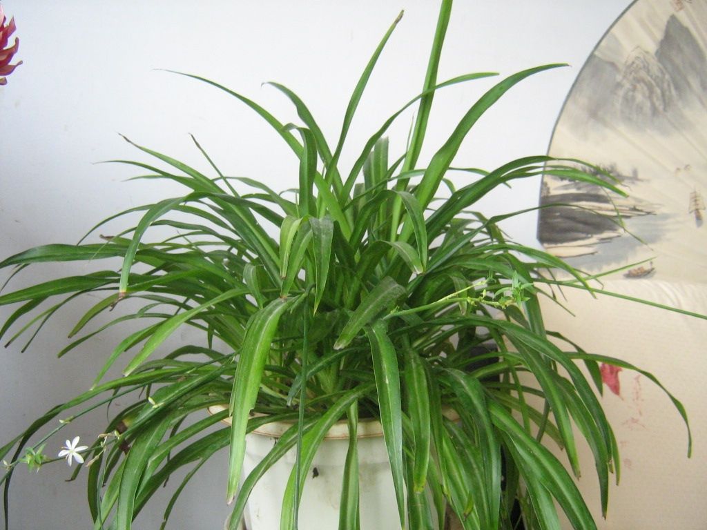 消除装修污染的植物大全