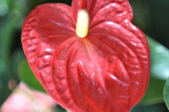 <a href='https://www.861230.com/shuipeizhiwu/6564.html' target='_blank'><u>安祖花</u></a>的花语