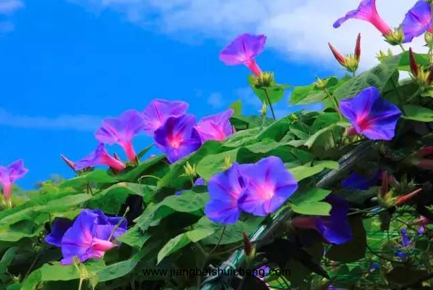 <a href='https://www.861230.com/guanhuazhiwu/6626.html' target='_blank'><u>喇叭花</u></a>花语介绍及图片大全欣赏