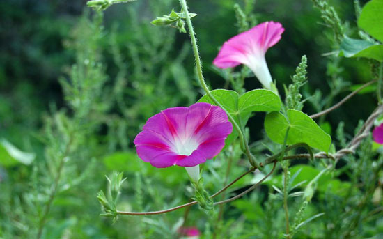 <a href='https://www.861230.com/guanhuazhiwu/6626.html' target='_blank'><u>喇叭花</u></a>花语介绍及图片大全欣赏