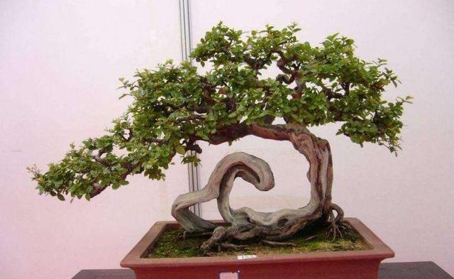 鼠李盆景介绍与欣赏