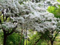 六月雪花语是什么 六月雪有什么代表意义