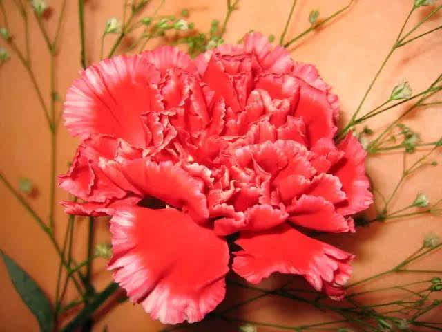 红色<a href='https://www.861230.com/guanhuazhiwu/49.html' target='_blank'><u>康乃馨</u></a>代表什么_红色<a href='https://www.861230.com/guanhuazhiwu/49.html' target='_blank'><u>康乃馨</u></a>图片