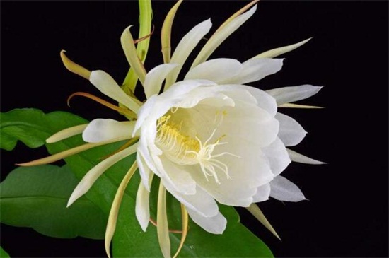 昙花可以吃吗？昙花的食用方法