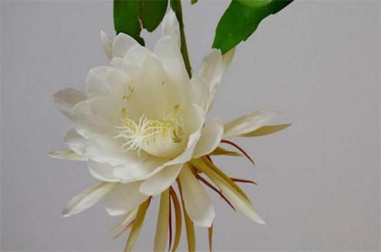 昙花可以吃吗？昙花的食用方法