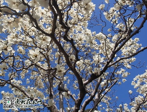 <a href='https://www.861230.com/guanhuazhiwu/6633.html' target='_blank'><u>白玉兰</u></a>简介|<a href='https://www.861230.com/guanhuazhiwu/6633.html' target='_blank'><u>白玉兰</u></a>图片
