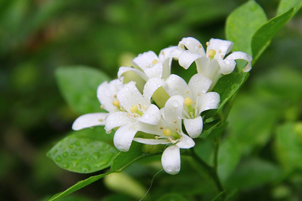 <a href='https://www.861230.com/guanhuazhiwu/6708.html' target='_blank'><u>夜来香</u></a>种植技术介绍_<a href='https://www.861230.com/guanhuazhiwu/6708.html' target='_blank'><u>夜来香</u></a>花图片欣赏