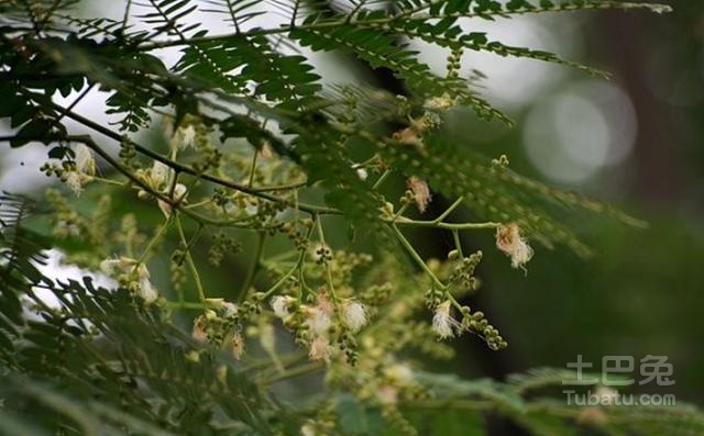 “植物赛跑家”南洋楹究竟长什么样,南洋楹图片欣赏