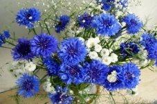 蓝色矢车菊的花语是什么