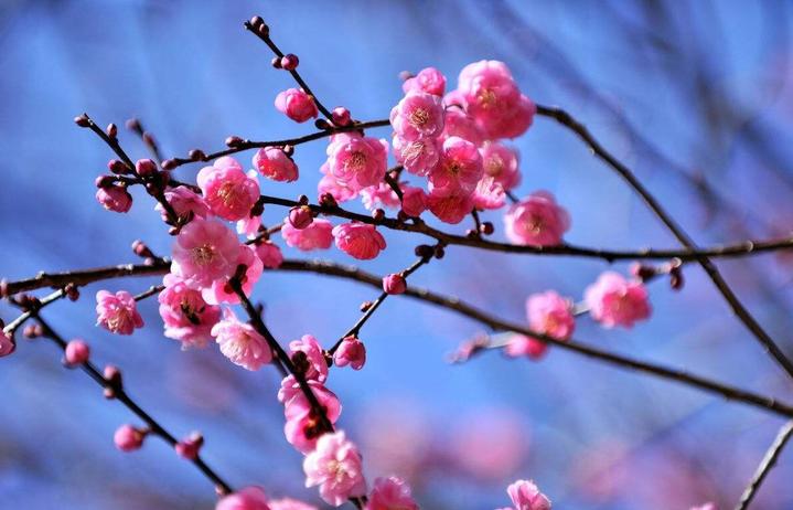 <a href='https://www.861230.com/guanhuazhiwu/9.html' target='_blank'><u>梅花</u></a>的特点 关于<a href='https://www.861230.com/guanhuazhiwu/9.html' target='_blank'><u>梅花</u></a>的资料