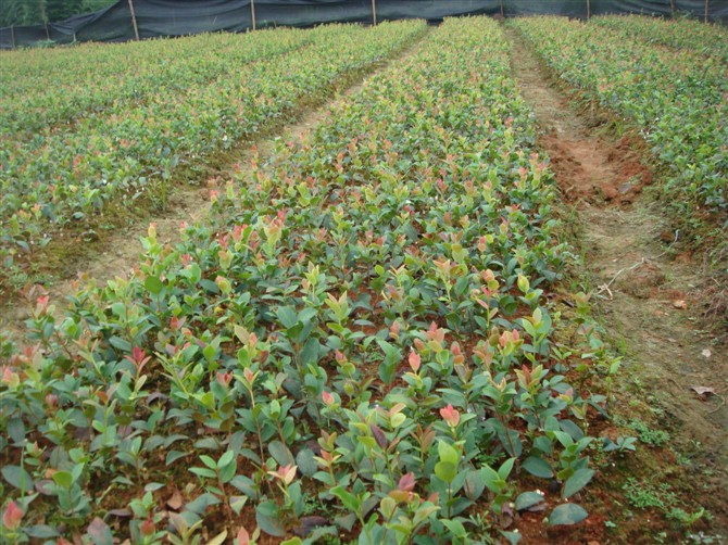 江西油茶苗基地_江西油茶苗批发价格
