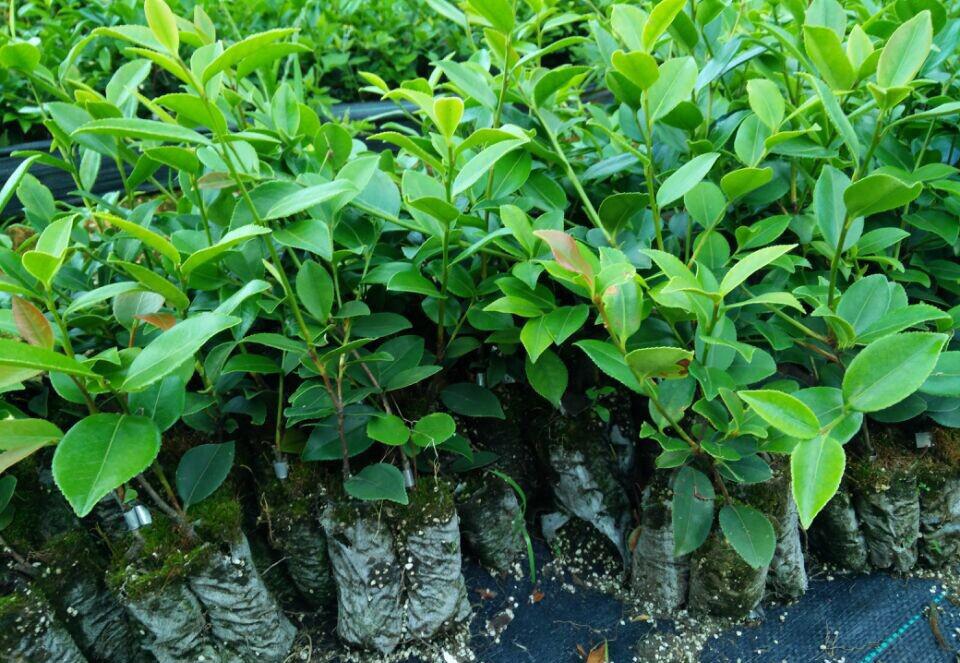 江西油茶苗基地_江西油茶苗批发价格