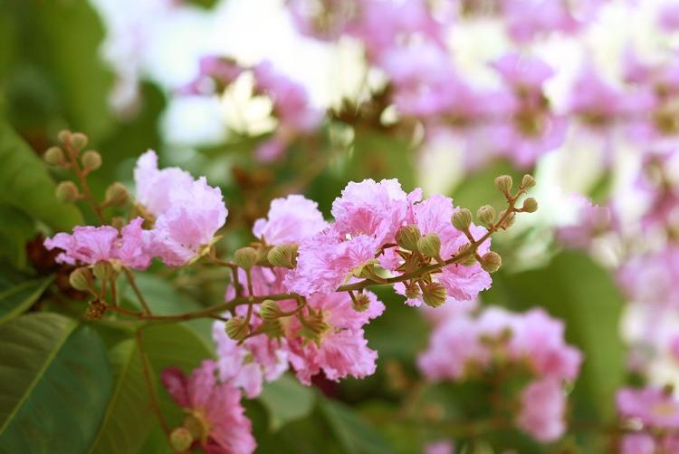 韩城市的市花是什么?